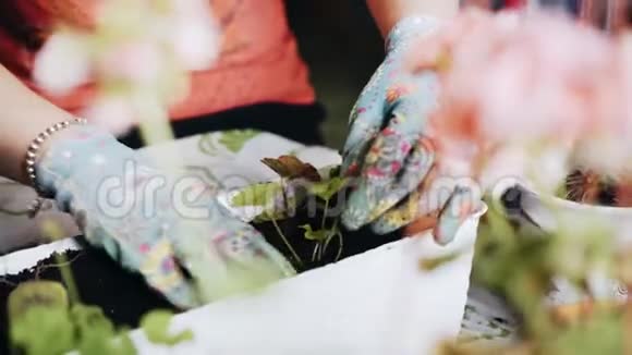 女孩坐在桌子旁在一个带土的盒子里种花美丽的景色视频的预览图