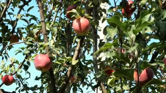 家庭园艺是收获的时候了成熟多汁的红苹果挂在花园的树枝上视频的预览图