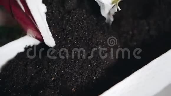 女孩在一个长容器里为花浇土爱护鲜花园艺视频的预览图