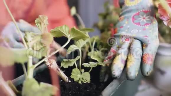 姑娘种了天竺葵花土壤处理鲜花的呵护视频的预览图