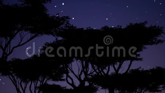黑色的剪影在蓝色背景上以美丽的风格衬托着星星旅行背景天堂森林黑暗视频的预览图