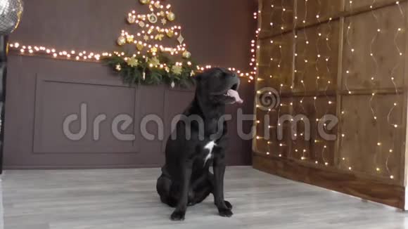 美丽的大狗黑照片拍摄圣诞节和新年视频的预览图