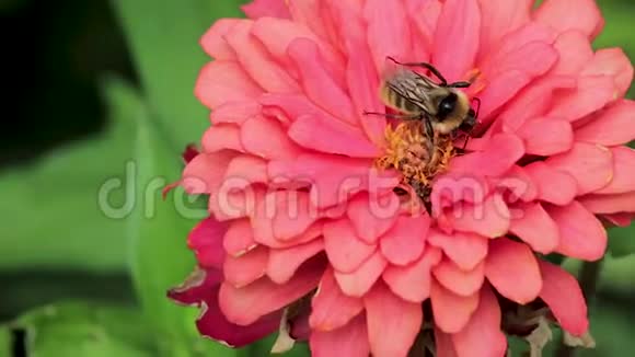 在粉红色锌黄中心的蜜蜂视频的预览图