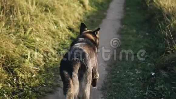 一只大狗在美丽的黄昏阳光下沿着小径奔跑视频的预览图