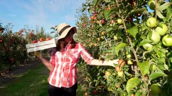 在阳光穿着格子衬衫和帽子的女农民走在一排排苹果树之间她拿着一盒新鲜的视频的预览图
