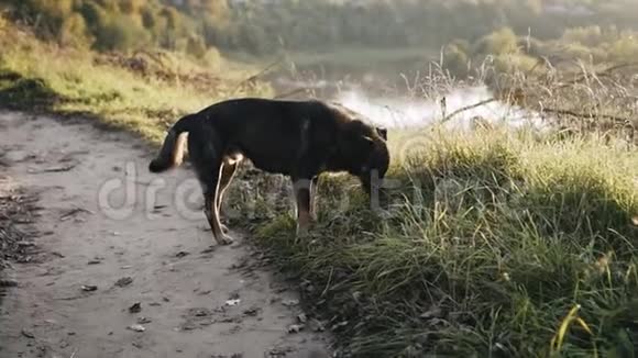 狗鼻子在河边的草地上美丽的夜景凉爽的空气视频的预览图