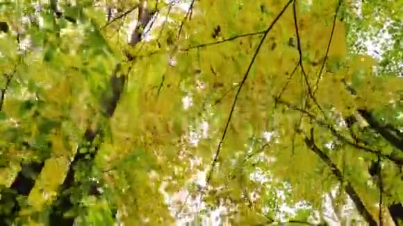 秋天黄叶树上的低角度摄像机移动视频的预览图