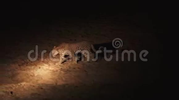 豹在车前行走的夜间镜头视频的预览图