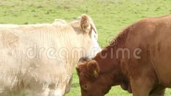 草地上有两头牛视频的预览图