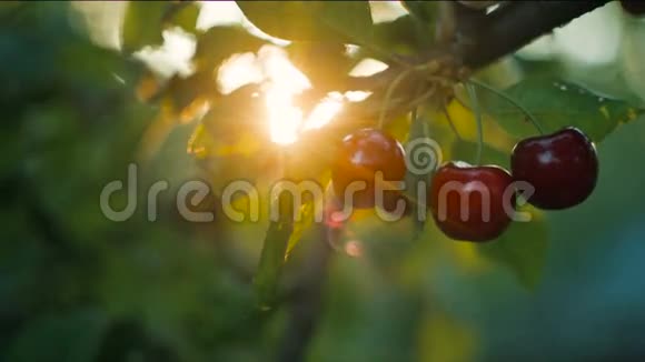 日落时摘樱桃的女人视频的预览图