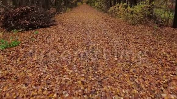 黎明时分空中的秋天公园覆盖着树叶视频的预览图