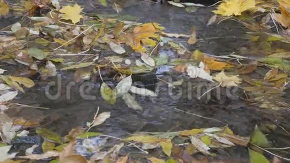 宁静的森林里的一条小溪里长满了落叶五彩缤纷的秋景视频的预览图