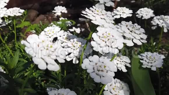 一朵花上的甲壳虫视频的预览图