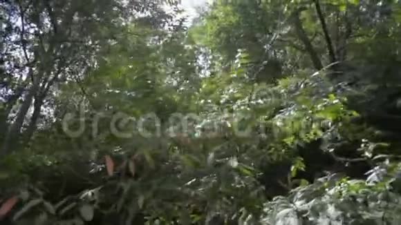 夏季阳光透过茂密的热带雨林植物照耀生长在丛林中的常绿树木视频的预览图