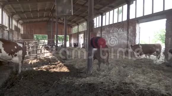 奶牛在一个现代化的农场站在排队自动挤奶视频的预览图