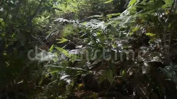 阳光照耀着夏天森林里的树叶在阳光照射下封闭茂密的热带雨林植物视频的预览图