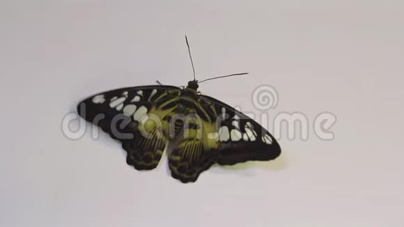美丽的蝴蝶在白色的背景上爬行靠近光背景上孤立的大蝴蝶视频的预览图