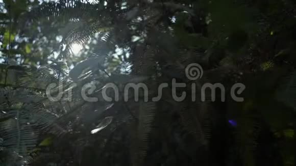 阳光照耀着夏天森林里的树叶在阳光照射下封闭茂密的热带雨林植物视频的预览图