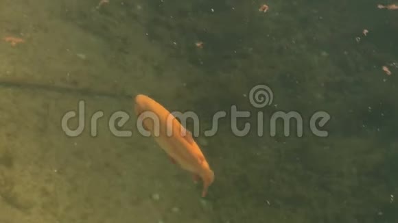 鳟鱼夏天在池塘里游泳视频的预览图