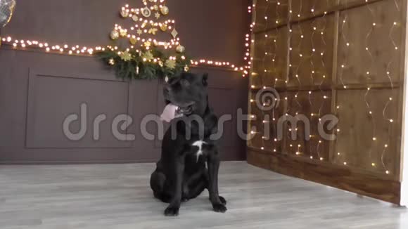 美丽的大狗黑照片拍摄圣诞节和新年视频的预览图