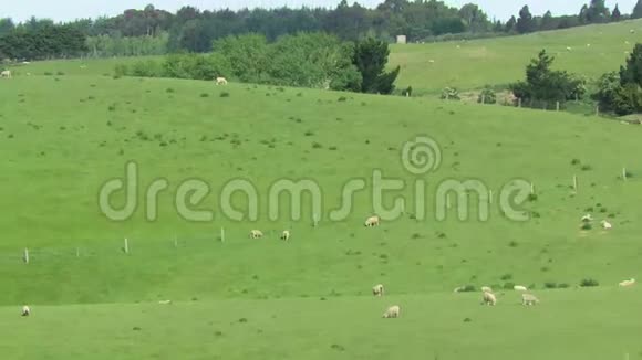 新西兰的农场动物视频的预览图