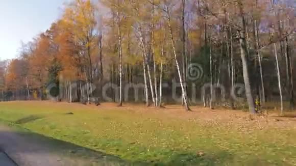 彩色秋叶树在路边的道路视野中运动视频的预览图