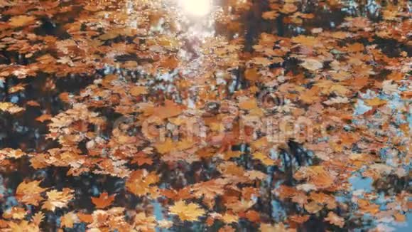 秋天的五颜六色的叶子漂浮在水面上太阳是反射的视频的预览图