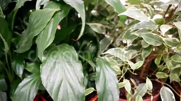 商场花店盆栽植物配置视频的预览图