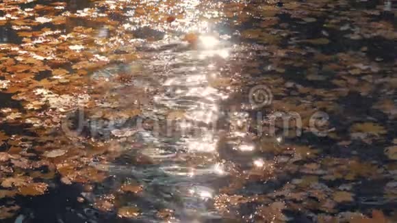 秋天的五颜六色的叶子飘浮在水面上阳光闪烁视频的预览图