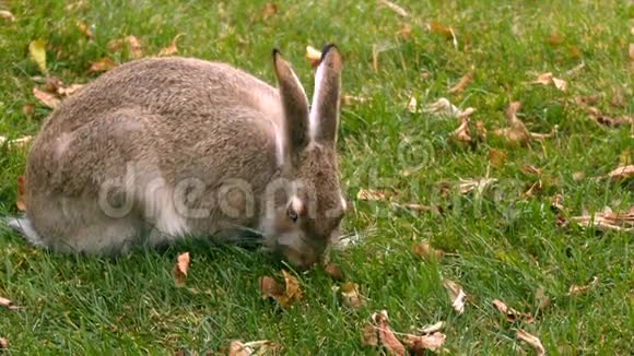 草地上的棕色兔子视频的预览图