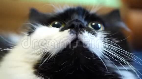 黑白家猫视频的预览图