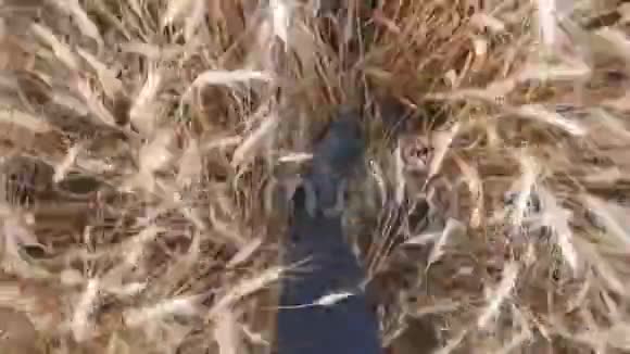 在大麦草地上一个穿着靴子在谷物茎间慢跑的年轻农民的腿农学家的雄脚穿过视频的预览图