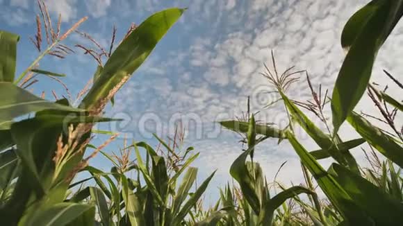 玉米地内部的圆形视图视频的预览图