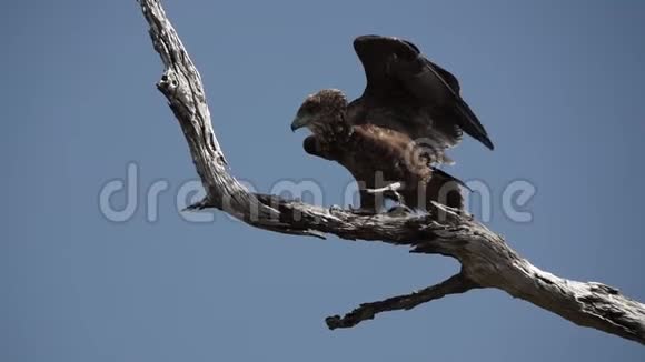 巴特勒鹰开始缓慢地飞行特拉斯皮乌斯埃科达特斯视频的预览图