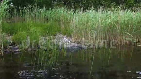 美丽的景色在一只海鸥的大岩石上环绕着绿色的湖草视频的预览图
