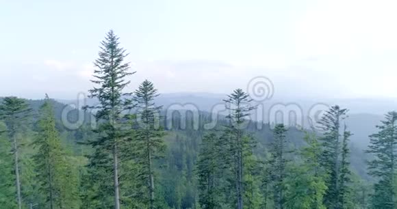 有森林和夕阳的山景4K23视频的预览图