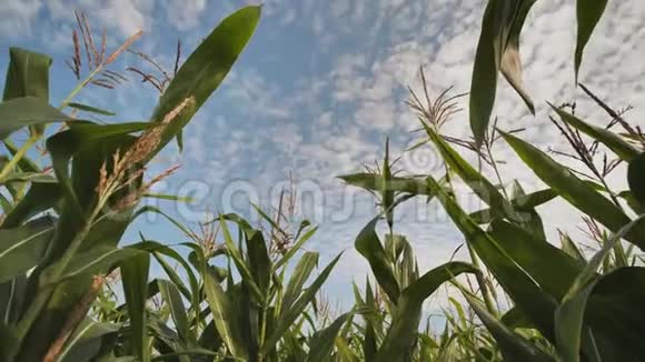 玉米地内部的圆形视图视频的预览图