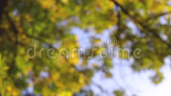 秋天公园的落叶五颜六色的树木作为自然背景视频的预览图