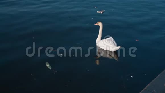 天鹅在污染的湖里游泳污染生态废物概念拍摄于雷德4k10位颜色视频的预览图
