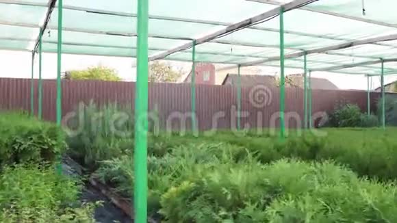 室外平台用于小花盆浇灌植物在炎热的夏日用水培系统覆盖幼苗视频的预览图