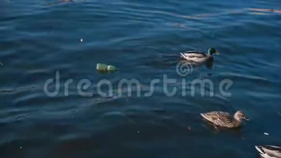 鸟儿在污染的湖里游泳污染生态废物概念拍摄于雷德4k10位颜色视频的预览图