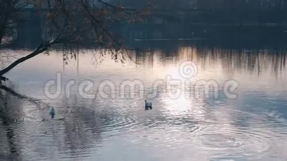 白天日落时天鹅漂浮在水面上拍摄于雷德4k10位颜色视频的预览图