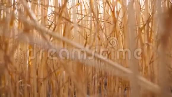 阳光明媚的一天鹤在谷物场上飞过成熟的小麦小穗在模糊的大麦金色的耳朵上观看视频的预览图