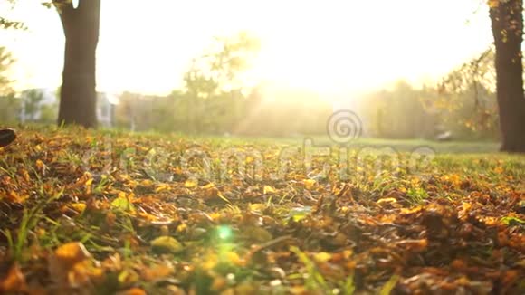 季节和人的概念在秋天公园的枫叶上用靴子特写双腿女孩在秋天公园散步视频的预览图