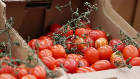 新鲜的西红柿放在一堆棕色的瓦楞纸箱里展示视频的预览图