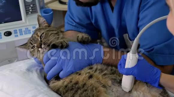 一位专业医生兽医在兽医办公室对一只猫进行超声波检查特写助理冷静一下视频的预览图