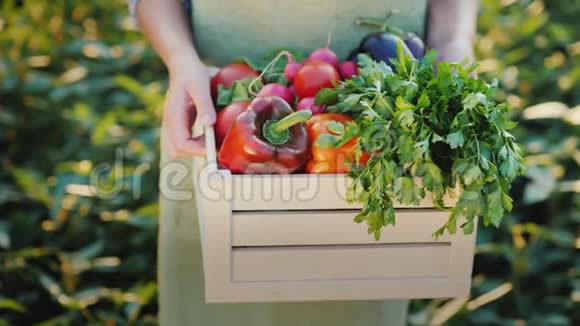 雌性手拿着一个盒子里面放着新鲜的蔬菜和草药有机农产品视频的预览图