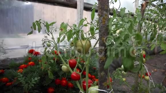 红绿西红柿生长在灌木丛中视频的预览图