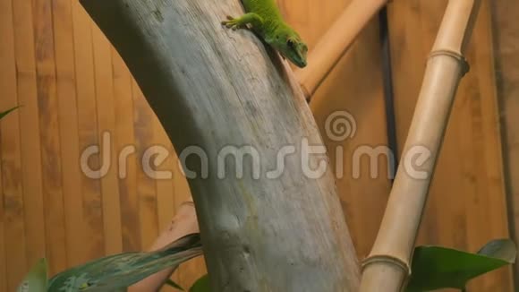 巨蜥马达加斯加绿蜥视频的预览图