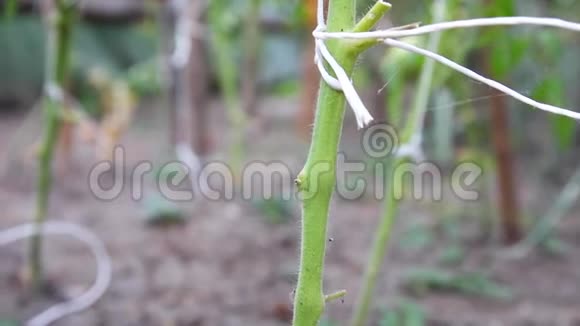 从茎上记录的番茄灌木视频的预览图